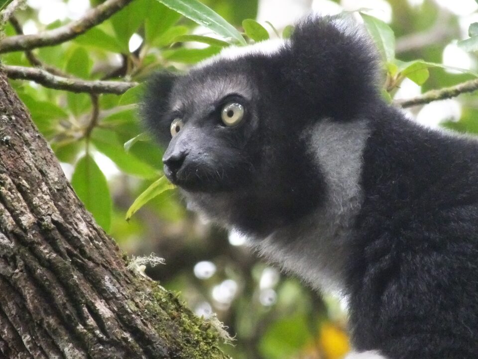 Analamazaotra National Park