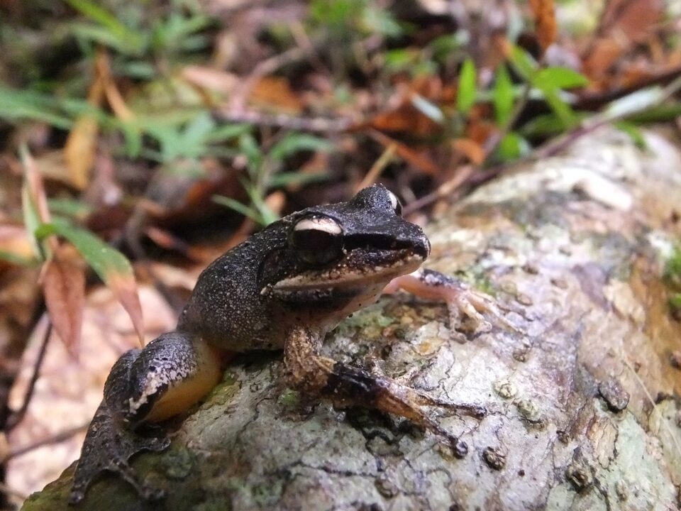 Mantadia National Park