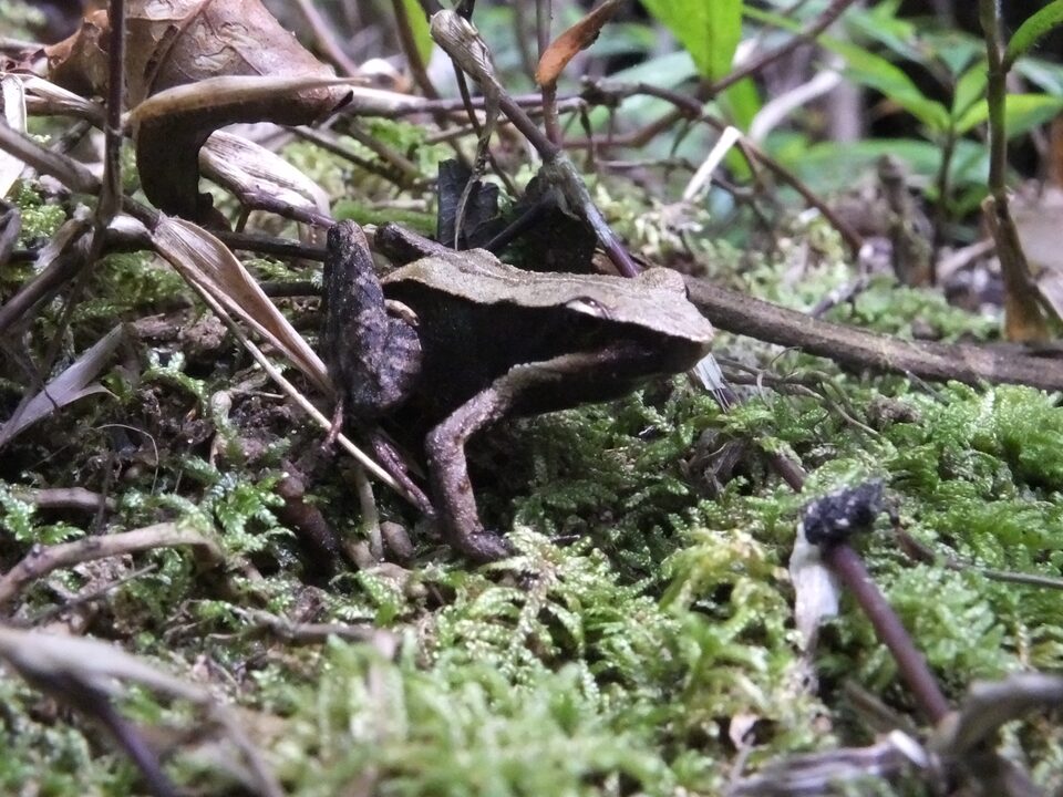 Torotorofotsy