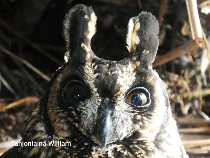 Birding gallery image 2