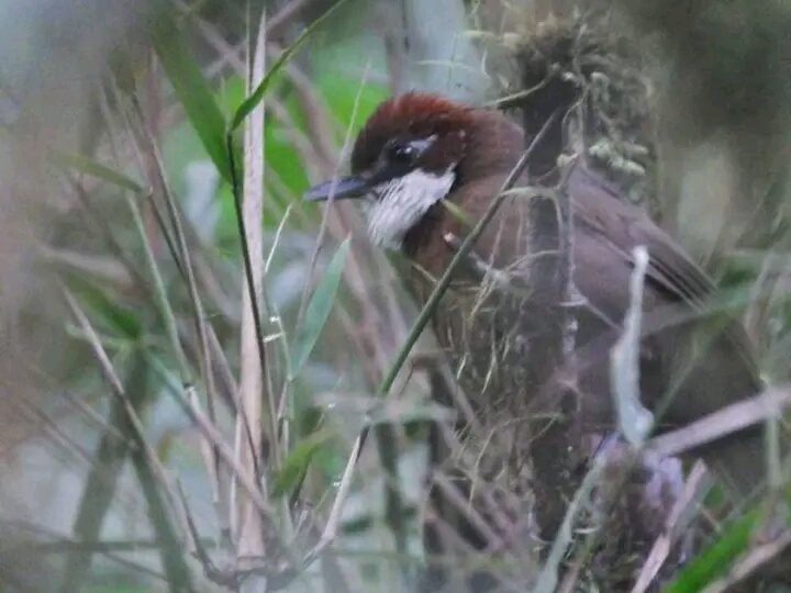 Birding gallery image 4