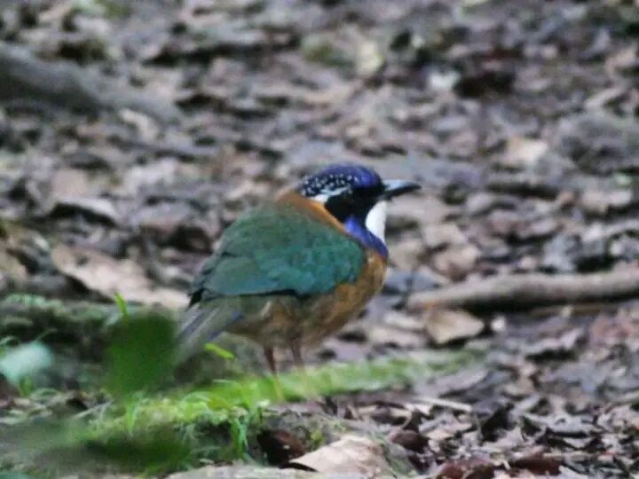 Birding gallery image 5