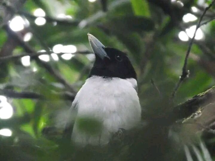 Birding gallery image 6