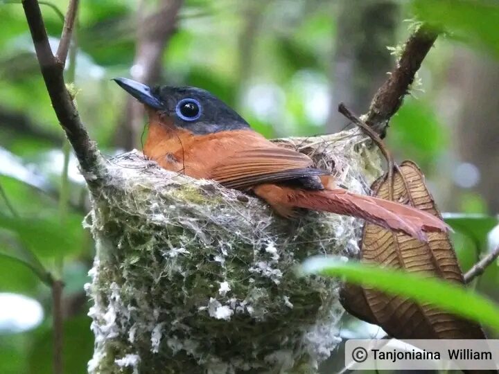 Birding package