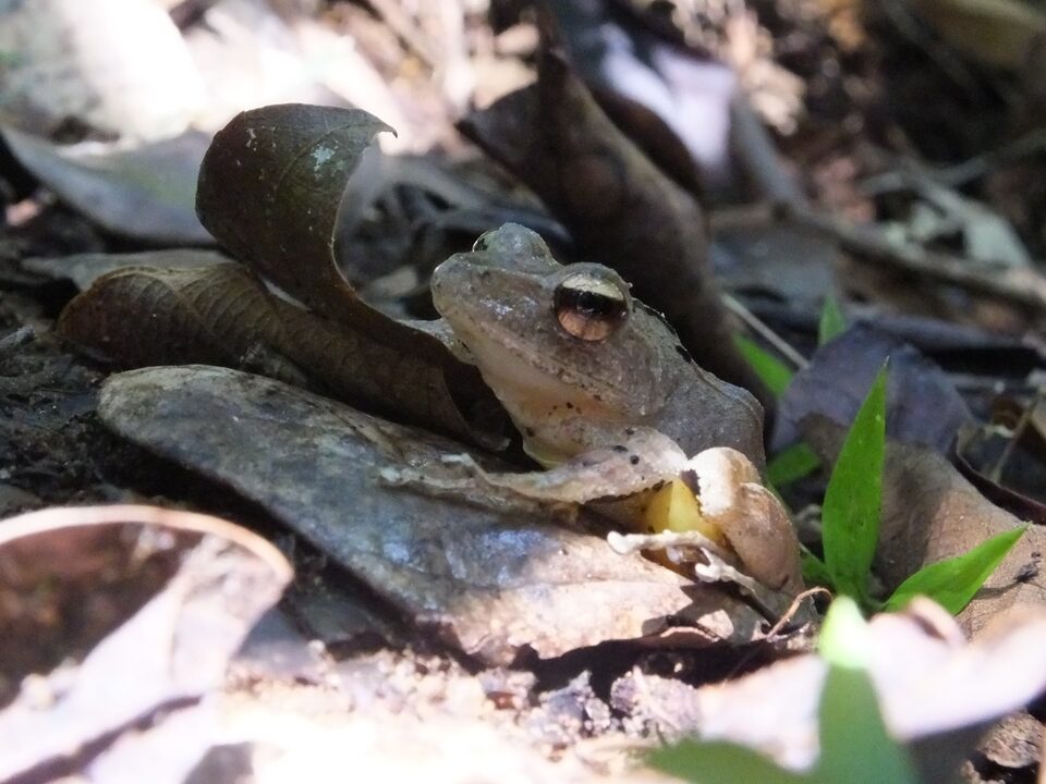 Reptiles and Amphibians gallery image 2