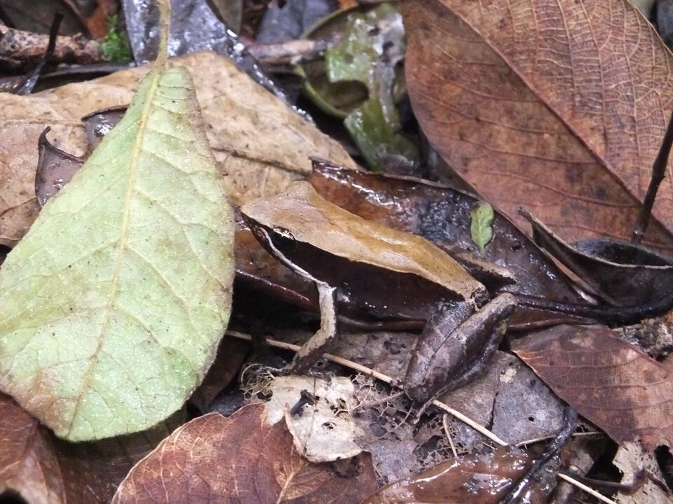 Reptiles and Amphibians gallery image 5