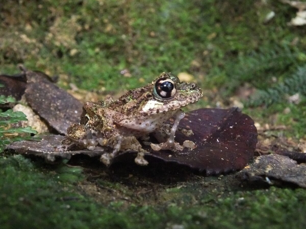 Reptiles and Amphibians package