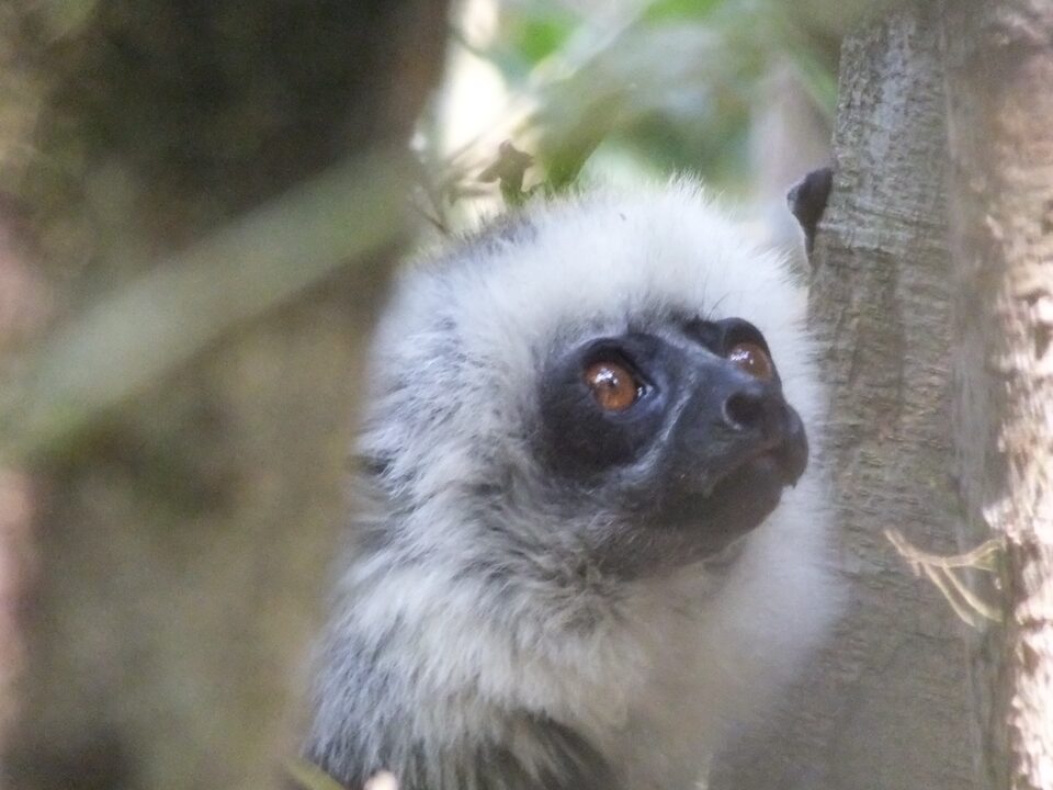 Lemurs gallery image 4