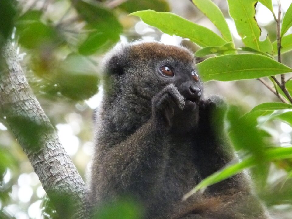 Lemurs gallery image 5