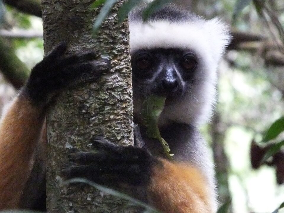Lemurs gallery image 6