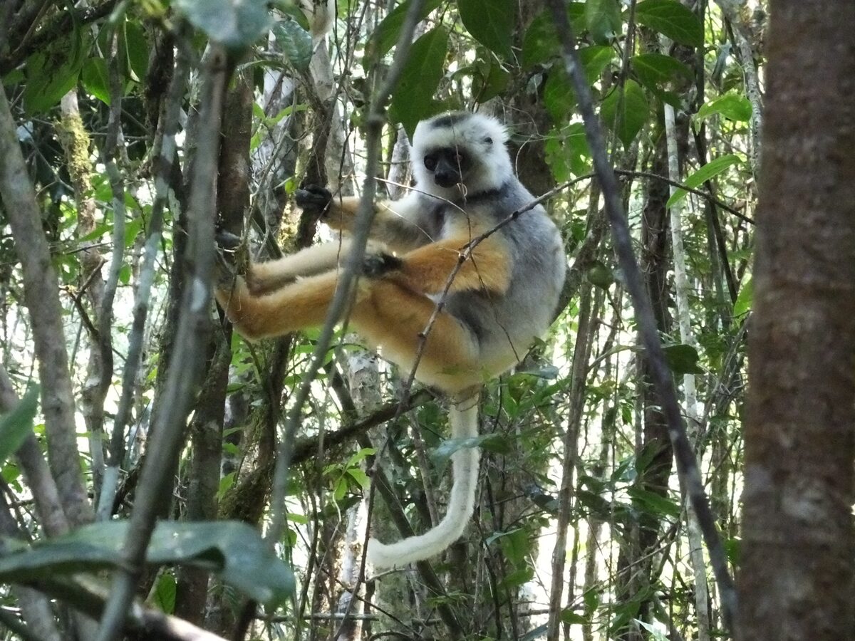 Lemurs package